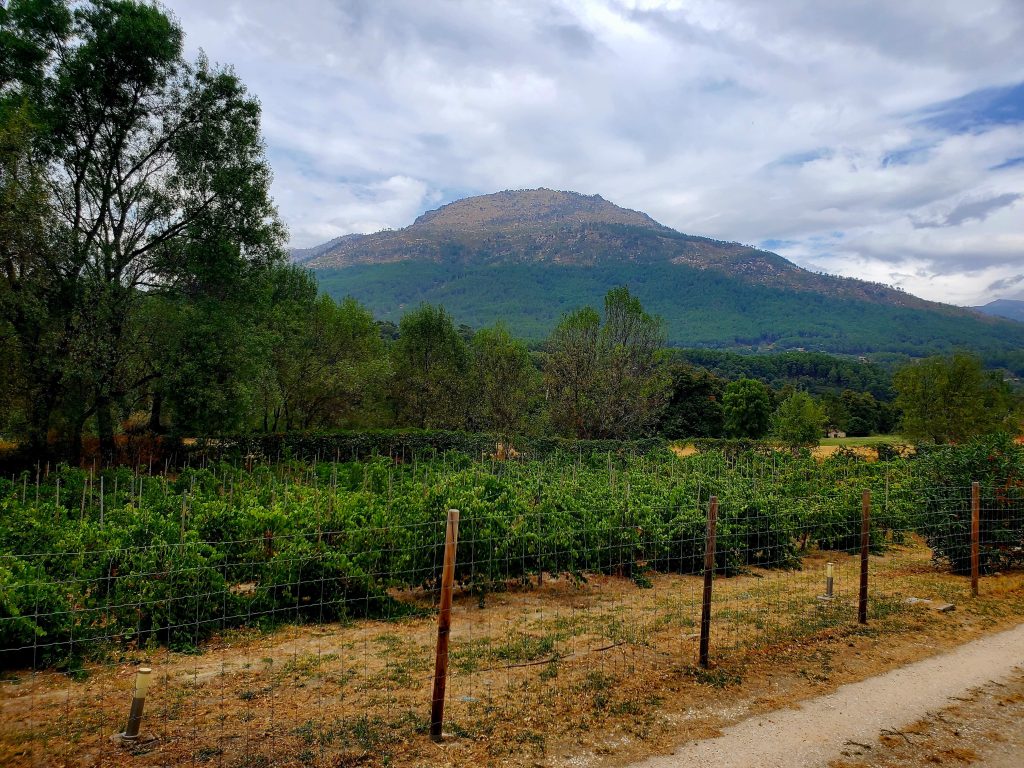 Huellas del Tiétar winery, looking out at the vineyards